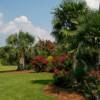 Landscape near New Bern using NC native and other cold hardy palms