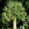 NC's two native palms. Sabal palmetto and Sabal minor.